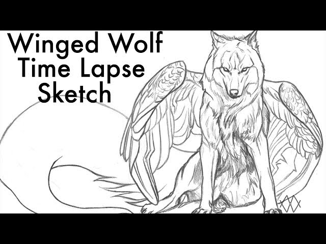 Winged wolf time lapse drawing