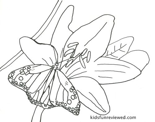 Butterfly coloring pages