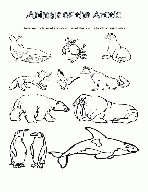 Free coloring pages of arctic animals