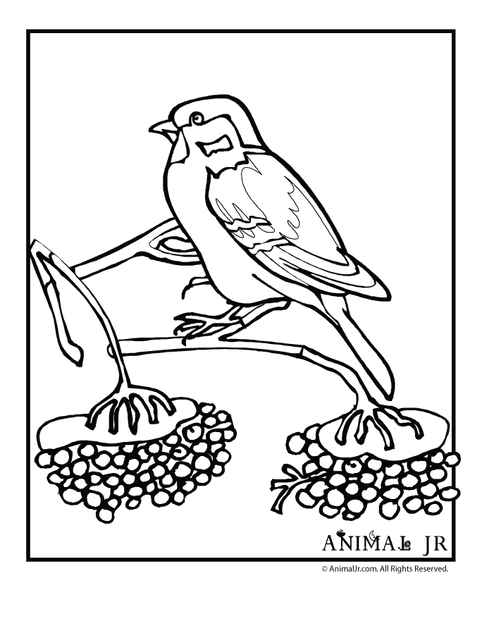 Winter animal coloring pages animal jr