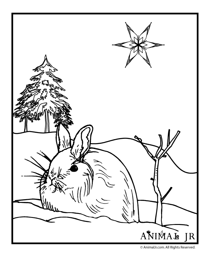 Winter animal coloring pages animal jr