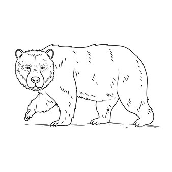 Page winter bears images