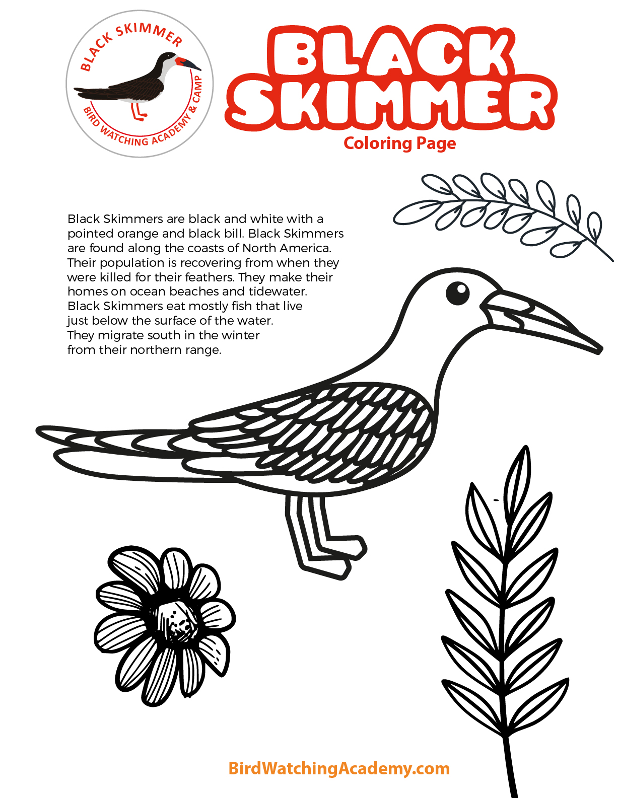 Black skimmer coloring page