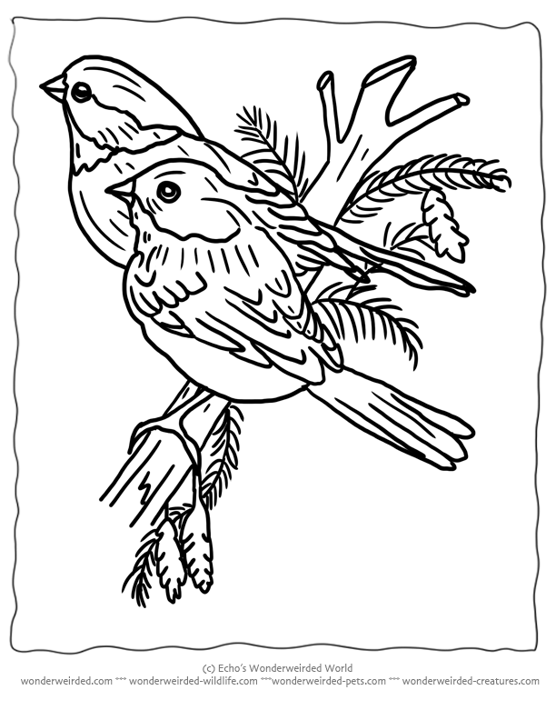 Printable christmas coloring pages birds echos winter birds to color bird coloring pages coloring pages winter printable christmas coloring pages