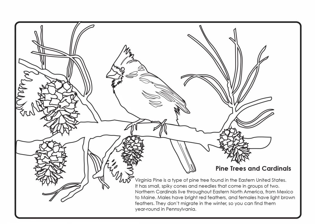 Winter cardinal coloring handout art sphere inc