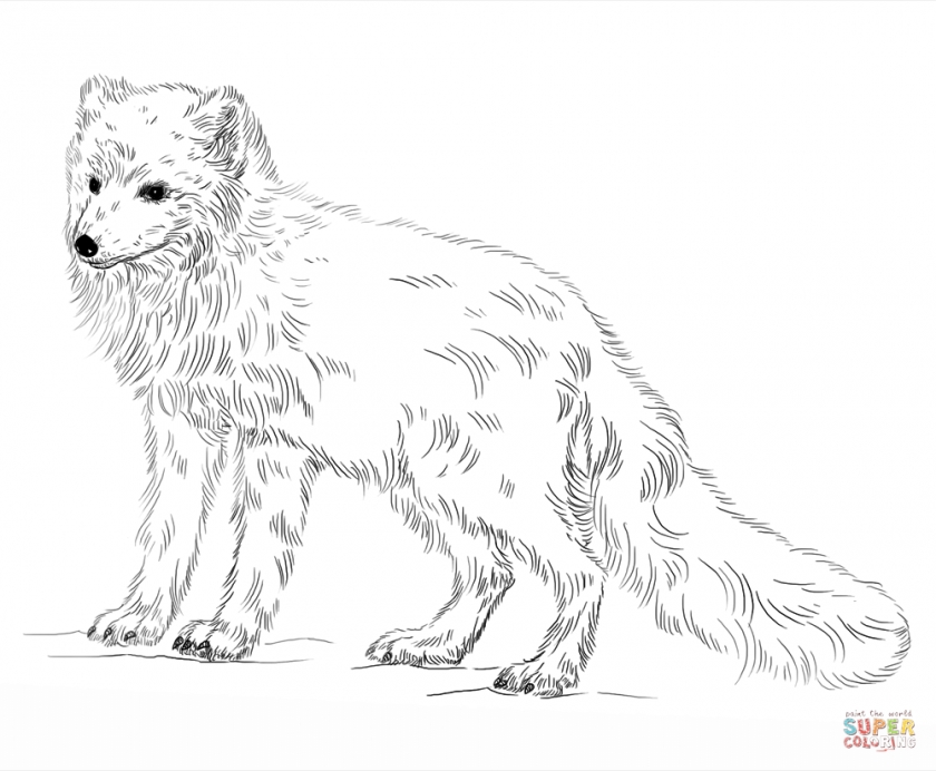 Get this arctic fox coloring pages