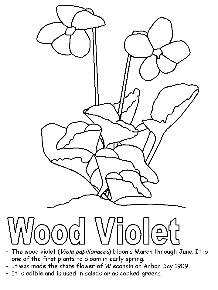 Wood violet coloring pages