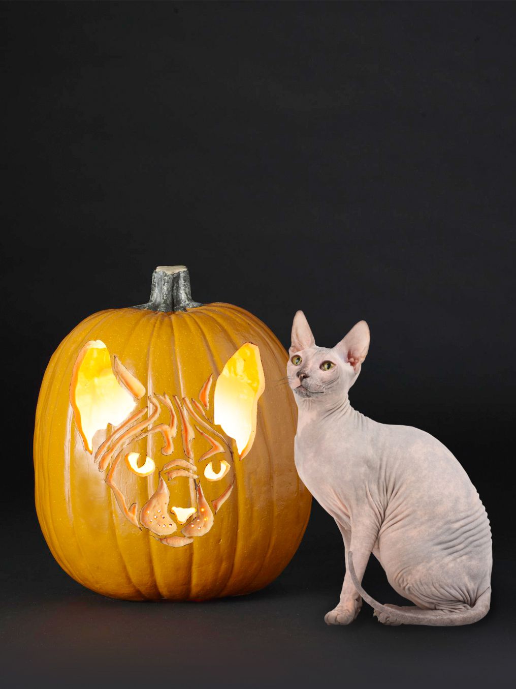 Free cat pumpkin carving stencils of your favorite breeds