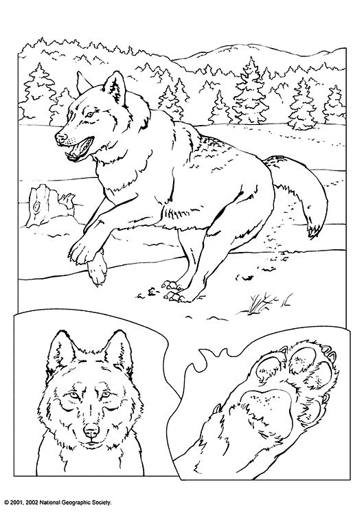 Wolf coloring page