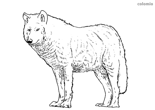 Wolves coloring pages free printable wolf coloring sheets