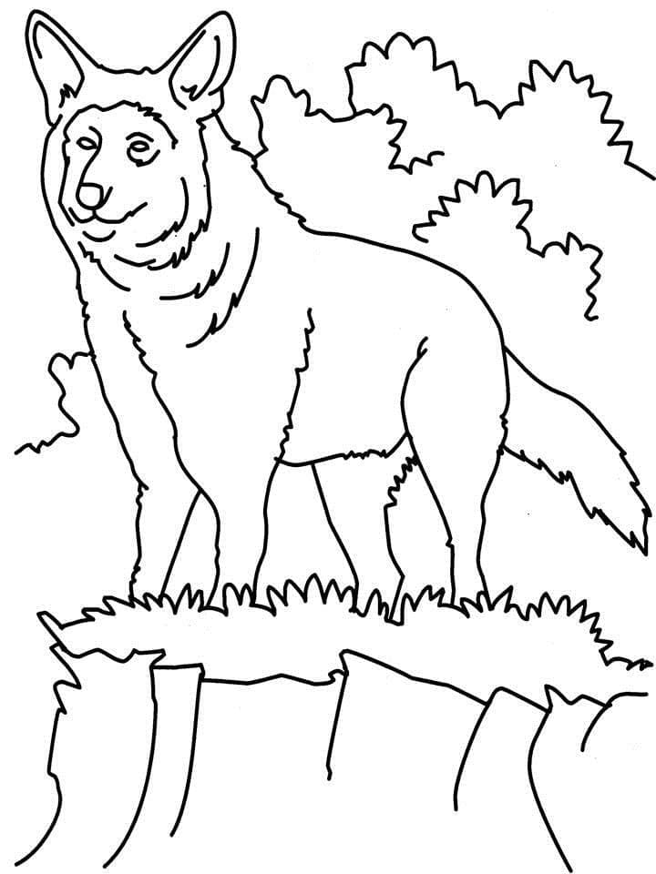 A wolf coloring page