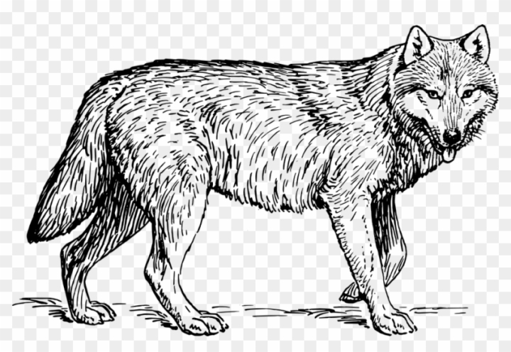 Free wolf clipart wolf clip art image