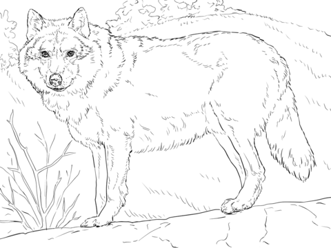 Grey wolf coloring page free printable coloring pages