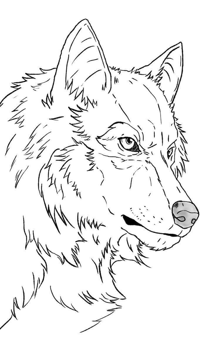 Coloring page wolf sketch animal stencil animal outline