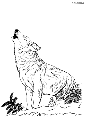 Wolves coloring pages free printable wolf coloring sheets