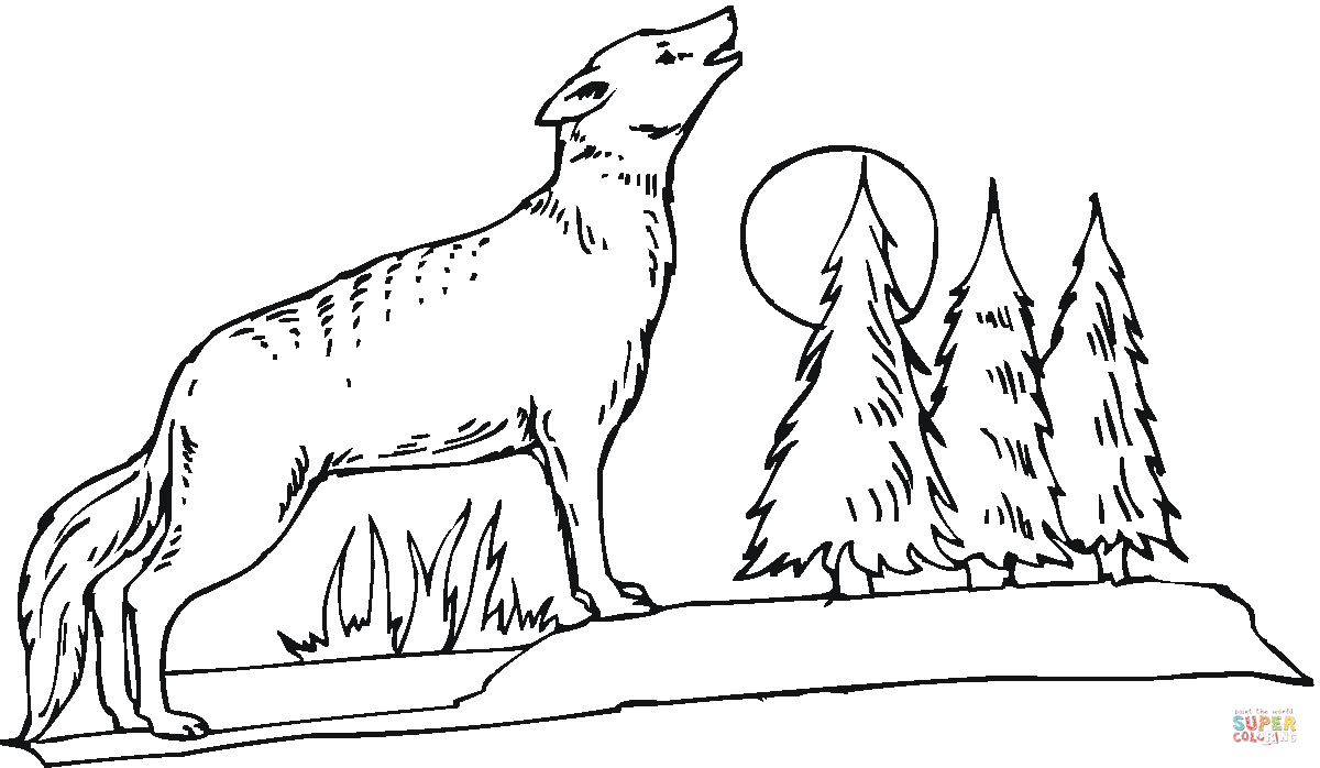 Coyote howling at the moon coloring page free printable coloring pages