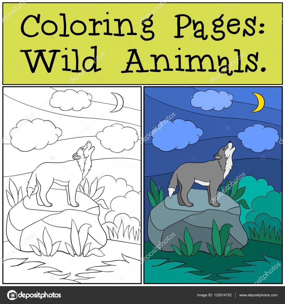 Coloring pages wild animals beautiful wolf howling at the moon stock vector by ya