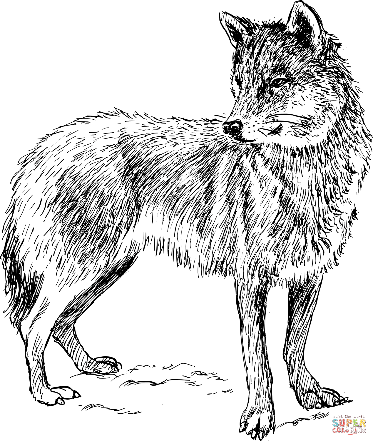 Realistic wolf coloring page free printable coloring pages