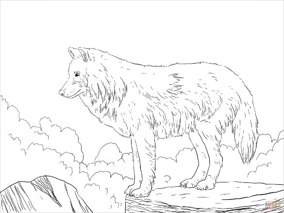 Wolf drawings