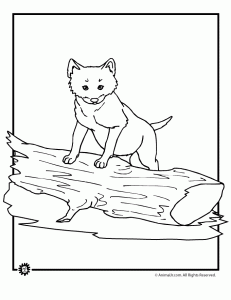 Wolf coloring pages animal jr