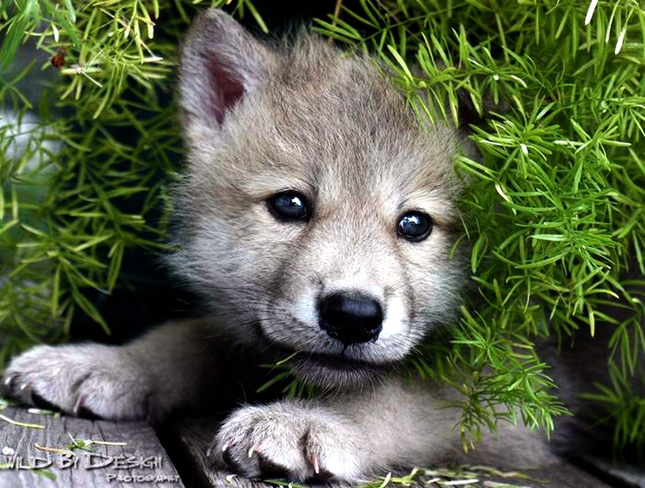 Cute wolf puppy wallpapers