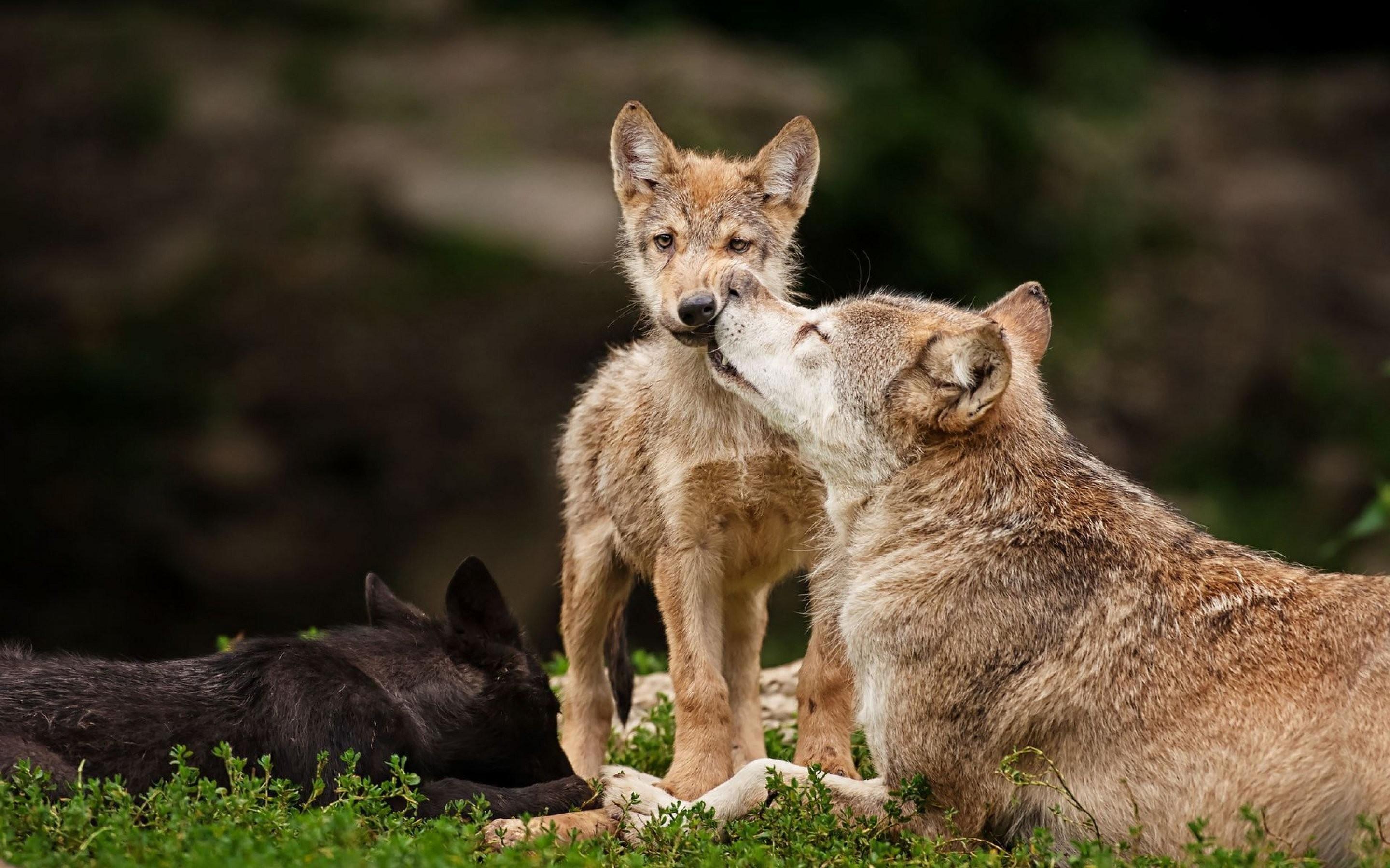 Wolf pups wallpapers