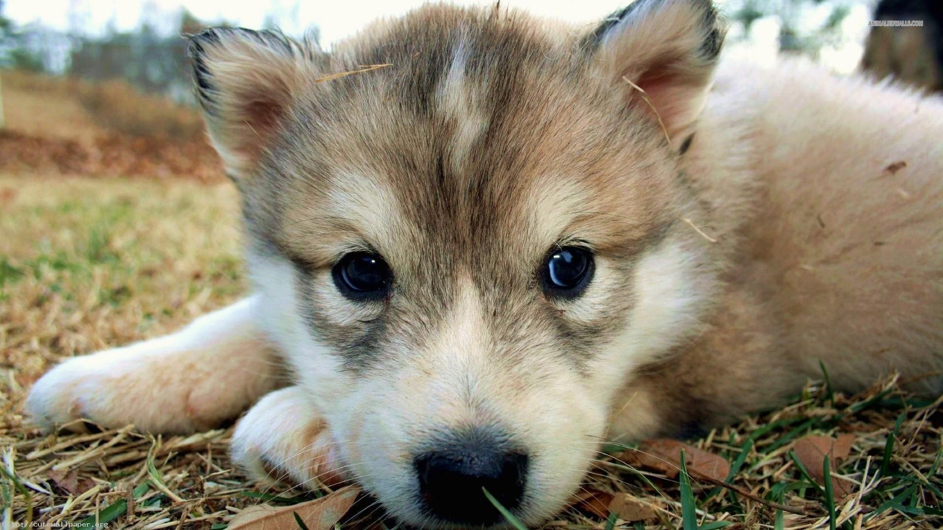 Wolf puppies wallpapers