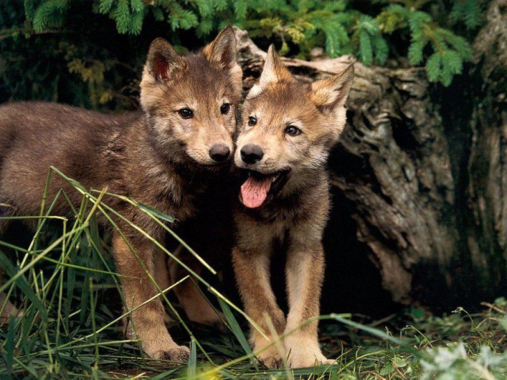 Wolf pup wallpapers