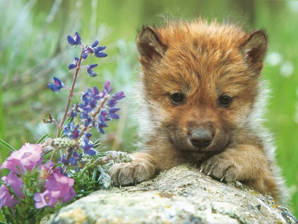 Wolf pup