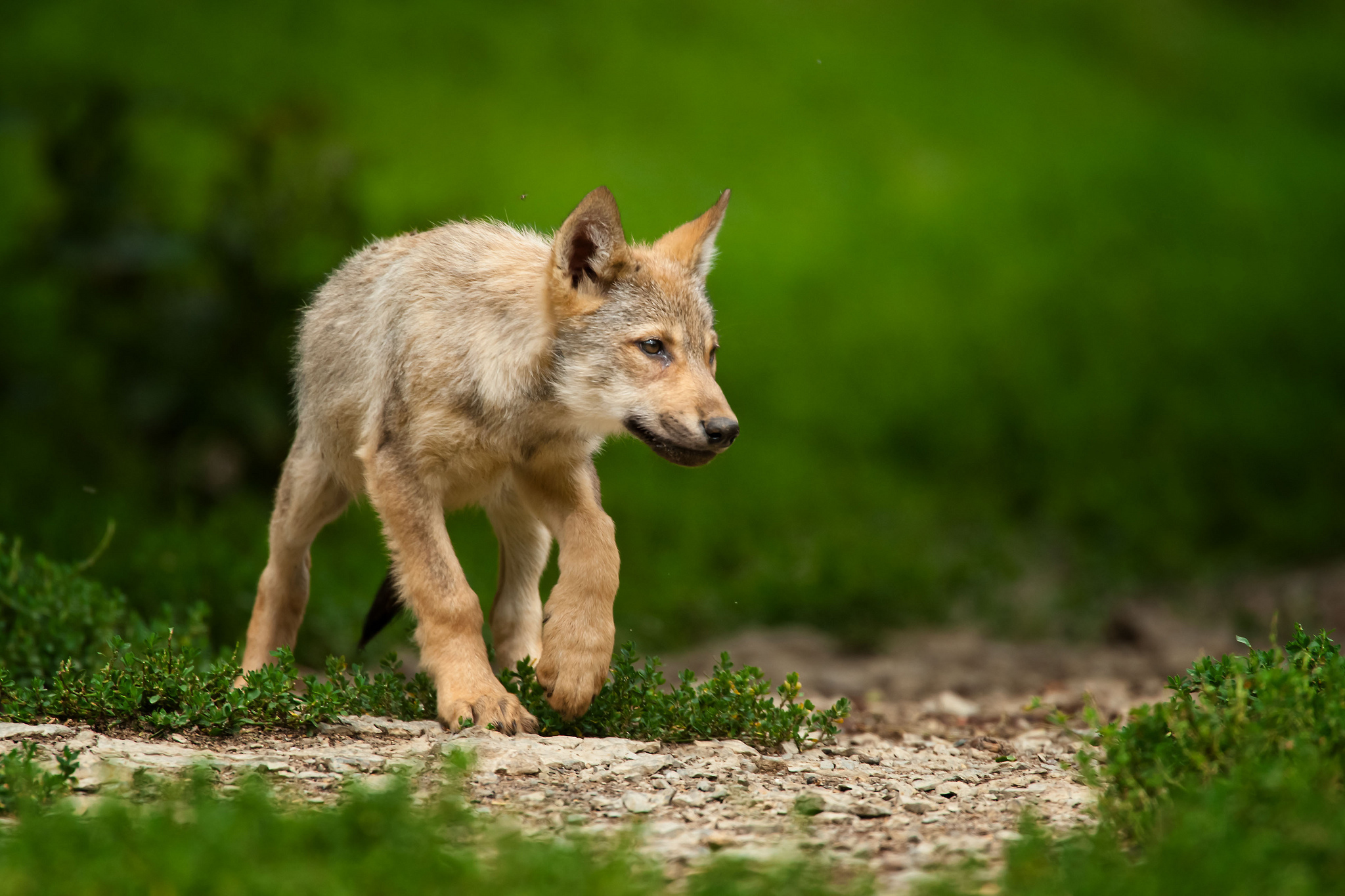 Wolves animals wolf puppy baby cute wallpapers hd desktop and mobile backgrounds