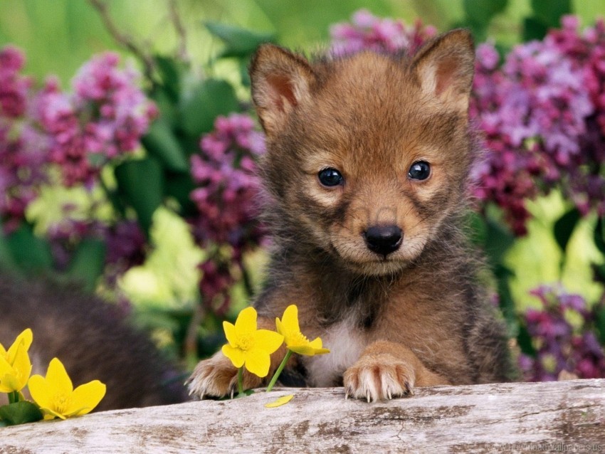 Cub dog grass puppy wolf wallpaper background best stock photos