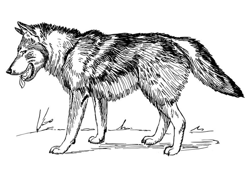 Free printable wolf coloring pages for kids wolf colors animal coloring pages coloring pages for kids