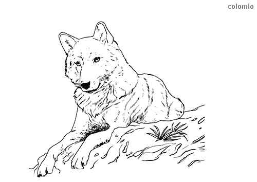 Wolves coloring pages free printable wolf coloring sheets