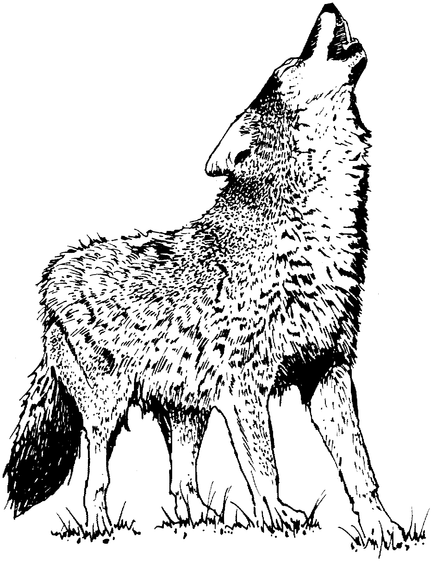Free wolf coloring pages wolf colors coloring pages deer coloring pages