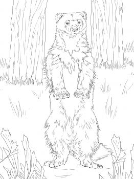 Wolverine standing up coloring page super coloring wolverine animal animal coloring pages dog coloring page