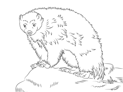 Cute wolverine coloring page animal coloring pages wolverine animal easy animal drawings