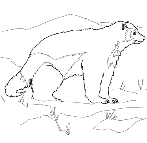 Arctic wolverine coloring page free printable coloring pages