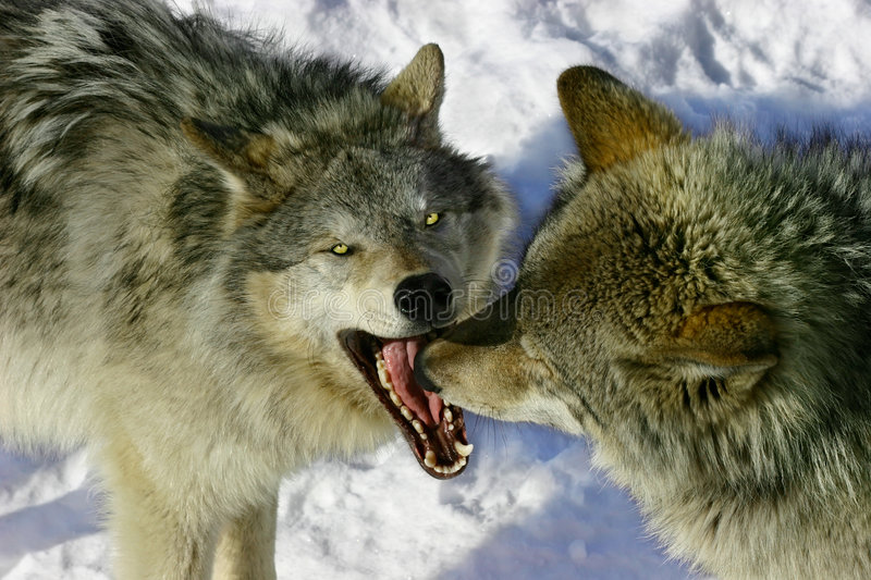 Fighting wolves stock photos