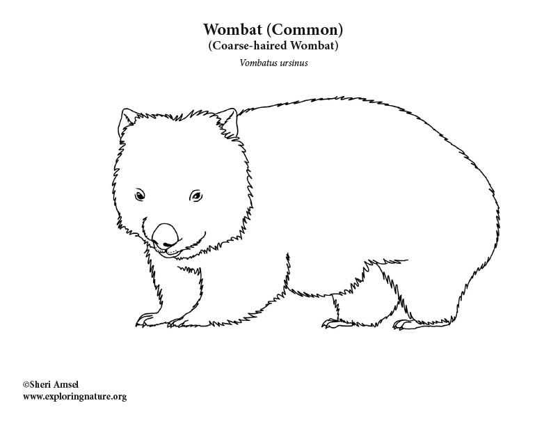 Wombat coloring page