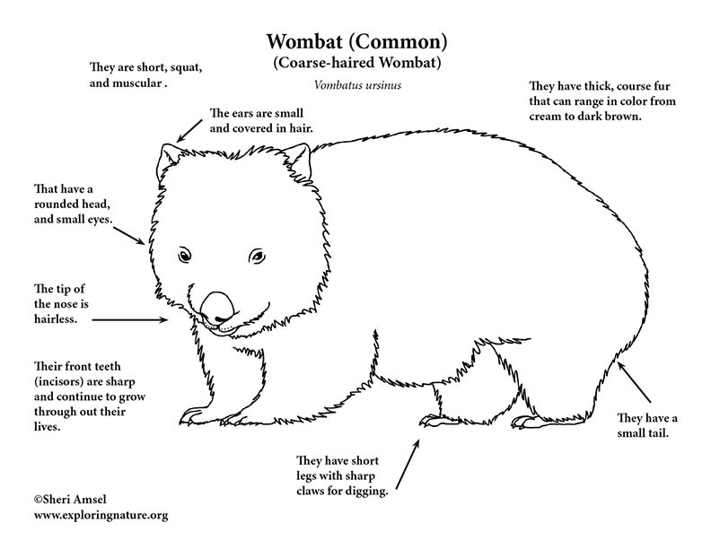 Wombat coloring page