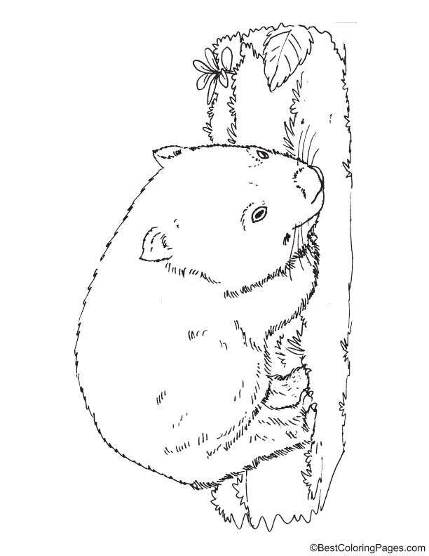 Wombat bear coloring page download free wombat bear coloring page for kids best coloring pages