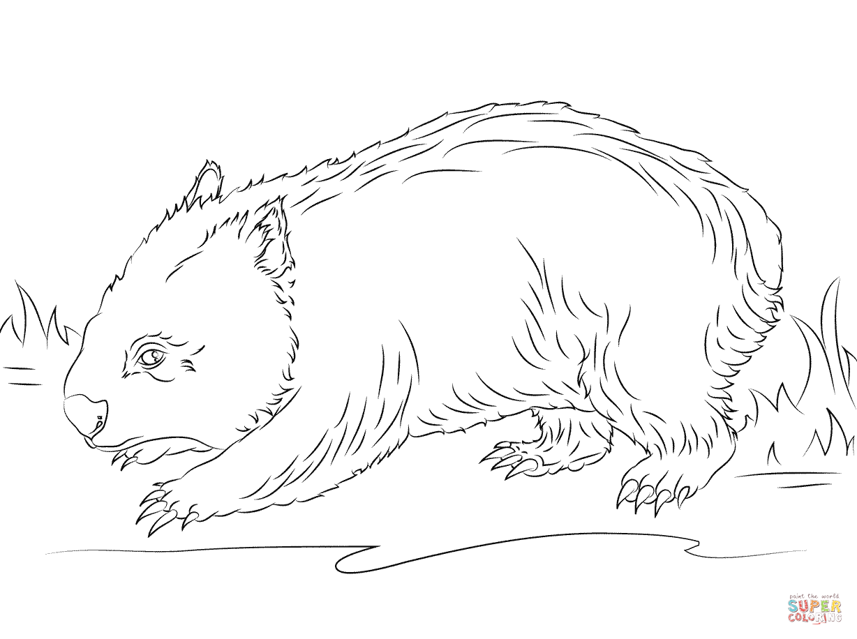 Cute wombat coloring page free printable coloring pages