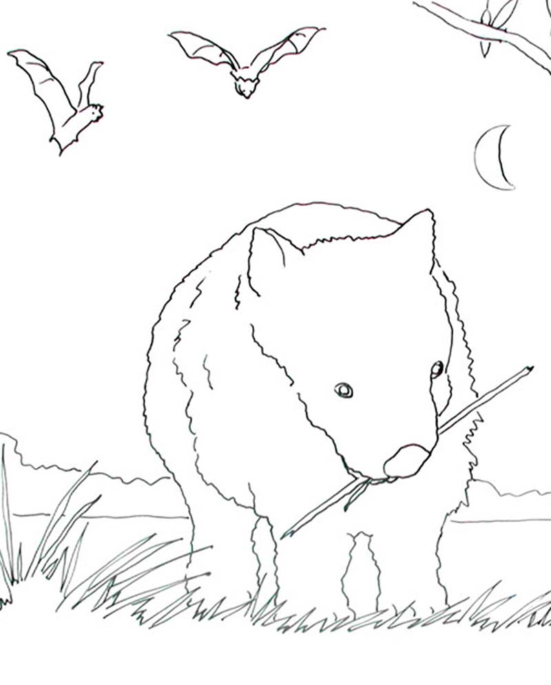 Caroline arnold art and books wombat coloring page