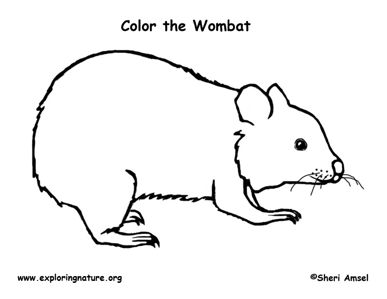 Wombat common â coloring nature