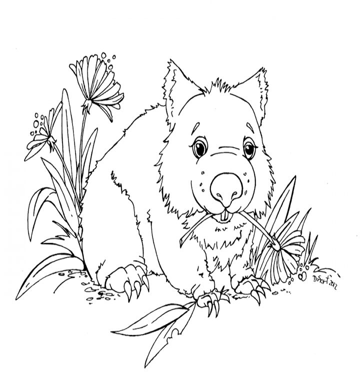 Australian animals coloring pages