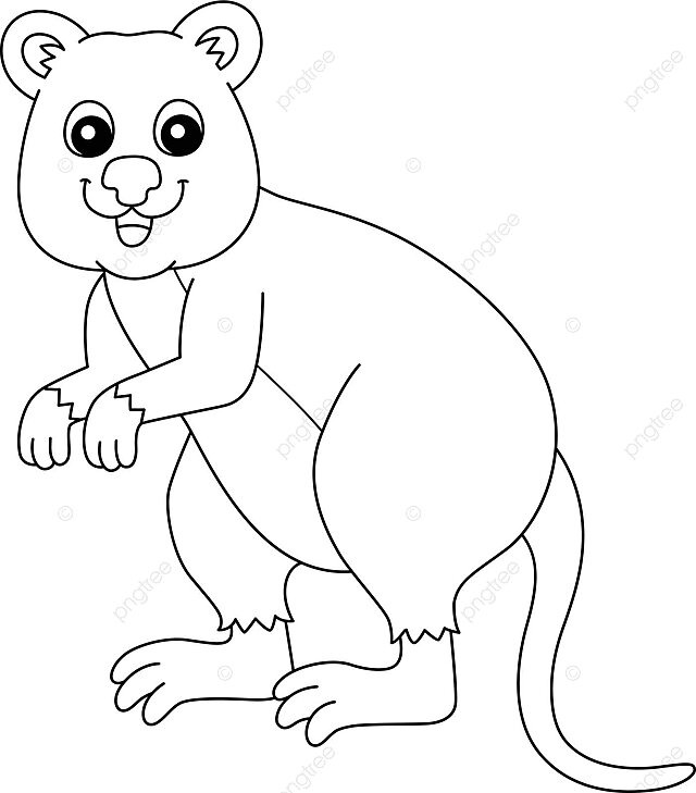 Quokka animal coloring page isolated for kids vector short tailed scrub wallaby line vector vector short tailed scrub wallaby line png and vector with transparent background for free download