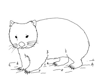 Mon wombat coloring page by mama draw it tpt