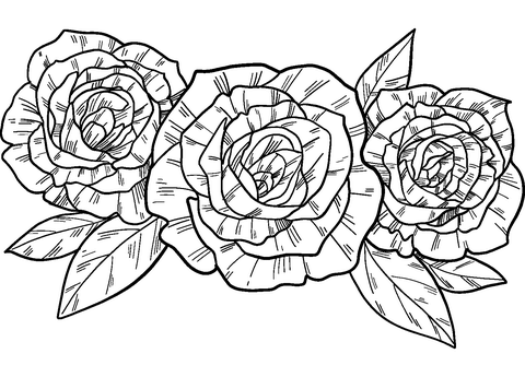 Roses coloring page free printable coloring pages