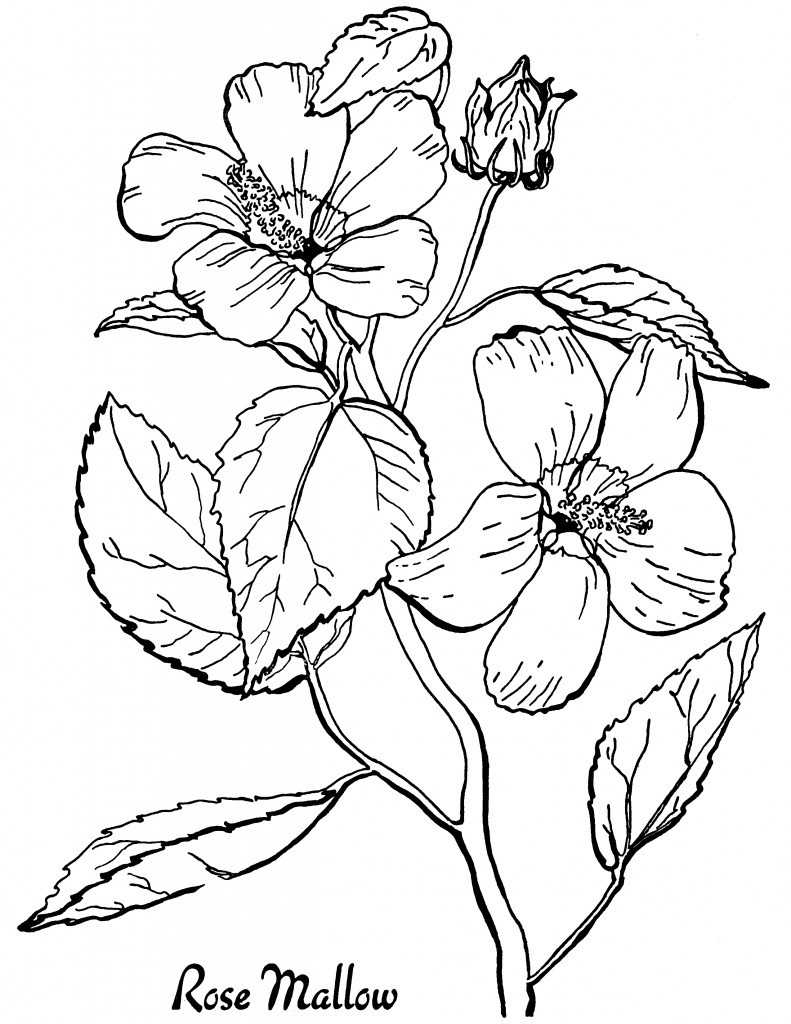 Flower coloring pages for adults