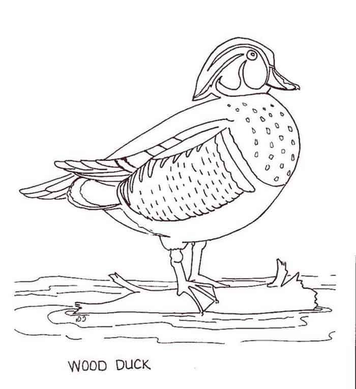 Wood duck coloring pages animal coloring pages horse coloring pages coloring pages